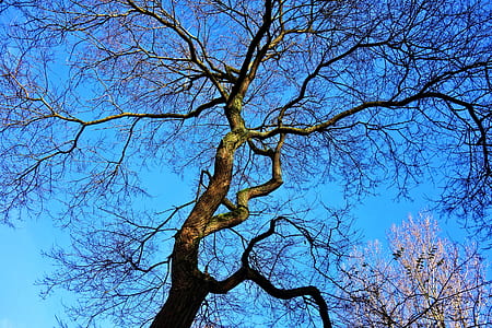 photo of leafless tress thumbnail