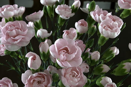 Focus Photography of Pink Flowers thumbnail