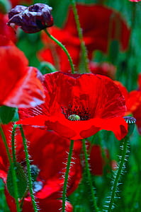 selective focus photography of red petaled flower thumbnail