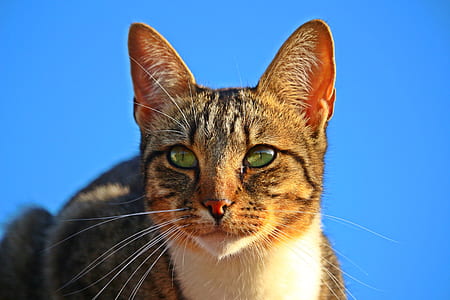 short-haired brown cat thumbnail