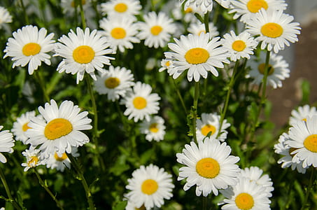 white petaled flowers thumbnail