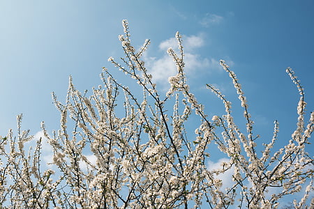 white petaled flowering tree thumbnail
