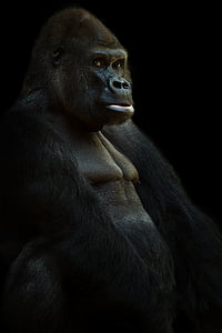 closeup photo of ape thumbnail