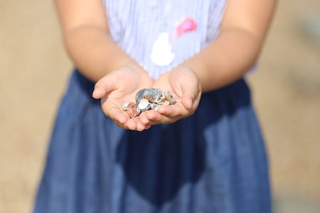 seashells on persons palm thumbnail