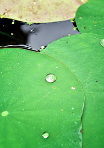 close-up photo of green lily pad thumbnail