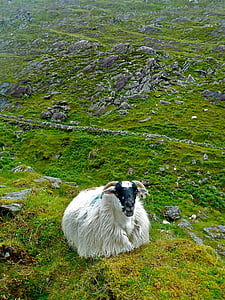 white sheep lying on grass thumbnail