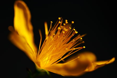 yellow petaled flower thumbnail