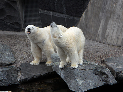 two Polar Bears standing on rocks thumbnail