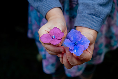 person holding two purple and blue petaled flowers thumbnail
