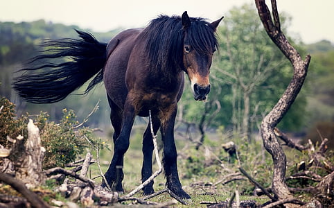 brown and black horse standing beside tree branches thumbnail