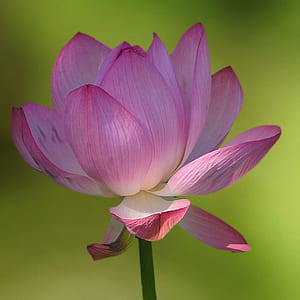 macro photography of pink lotus flower thumbnail