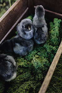 Black baby chicks thumbnail