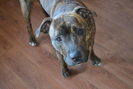 short-coated brindle dog on brown wooden floor thumbnail