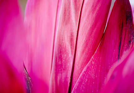 pink petaled flower thumbnail