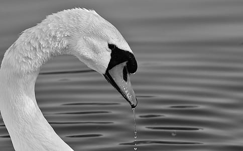 white swan on body of water at daytime thumbnail