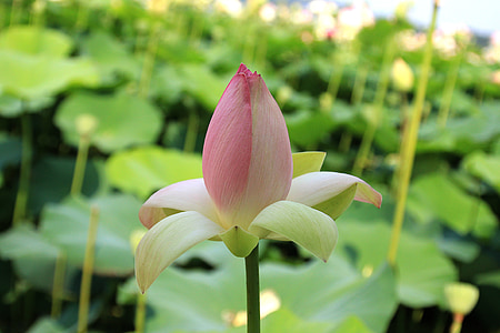 pink and green lotus bud thumbnail