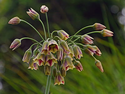 Allium flower sphere taking shape. thumbnail