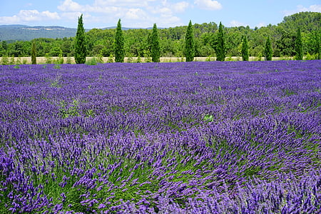purple flower field during daytime thumbnail