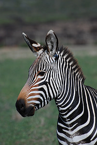 close up photo of zebra on field thumbnail