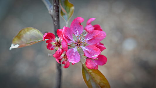 selective focus photography of pink petaled flower thumbnail