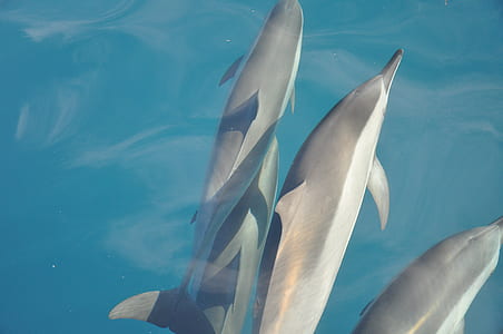 four gray dolphins swimming on water thumbnail