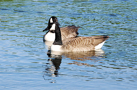 Canada Geese, Branta Canadensis thumbnail