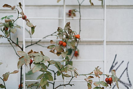 green leaves thumbnail