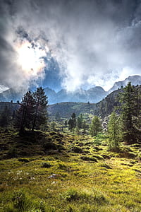 trees under white clouds thumbnail