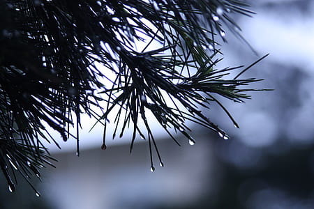nature, blur, leaves, raindrops thumbnail