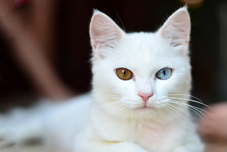 short-fur white cat thumbnail