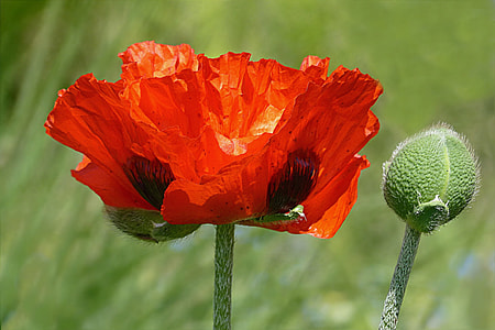 selective focus photography of red petaled flower thumbnail