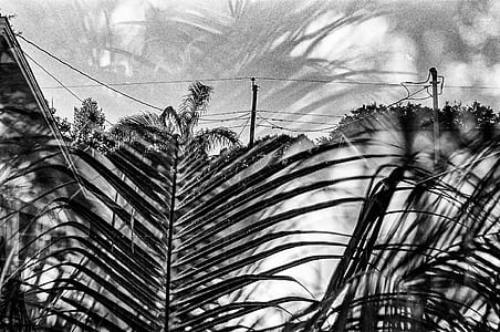 grayscale photography of palm tree thumbnail