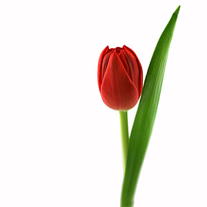 close up photo of red rose thumbnail