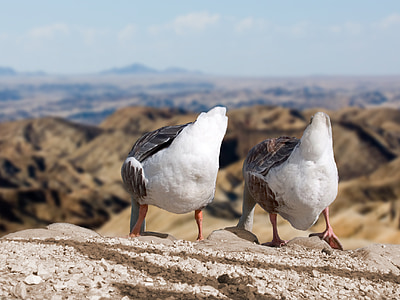 two white-and-black birds stand on rock thumbnail