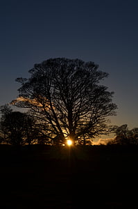 silhouette of trees during sunset thumbnail