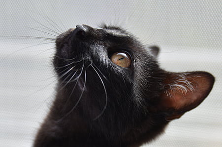 closeup photography of black cat thumbnail