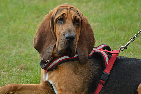adult black and brown bloodhound close-up photo thumbnail