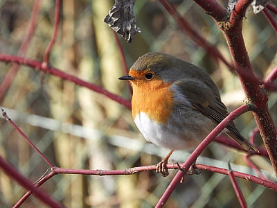 shallow focus photography of gray and orange bird thumbnail