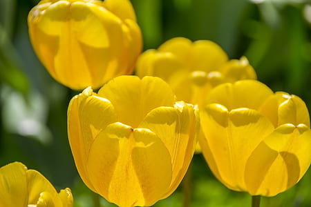 nature, field, flowers, pattern thumbnail