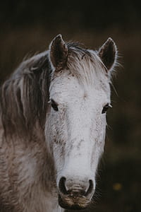 selective focus photo of white horse thumbnail