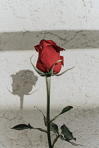 red rose beside white wall thumbnail