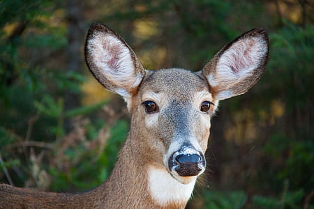 brown deer in forest thumbnail