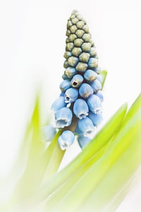 blue flowers thumbnail