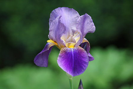 Irises, Flowers, Gardens, Plant, purple flower, kraków thumbnail
