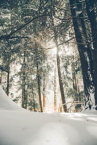 snowy forest during day time thumbnail