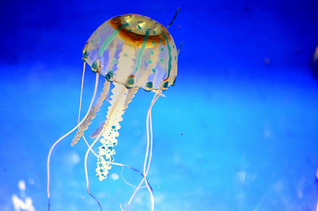 close-up photography of white jelly fish thumbnail