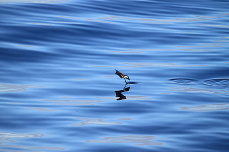 black bird flying over calm body of water thumbnail