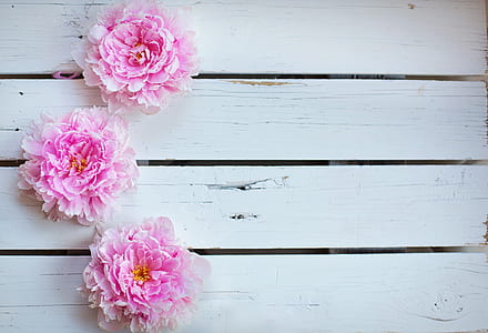 three pink petaled flowers thumbnail