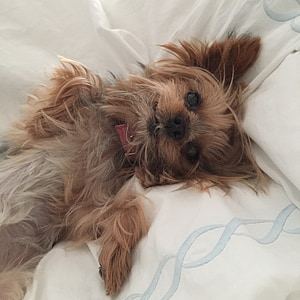 gold Yorkshire terrier puppy supine lying on white textile thumbnail