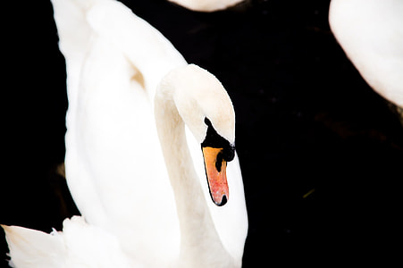 white duck in shallow focus lens thumbnail